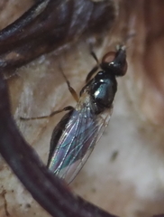 Prochyliza xanthostoma