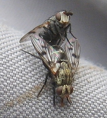 Homalactia harringtoni