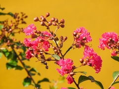 Lagerstroemia indica