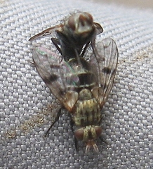 Homalactia harringtoni