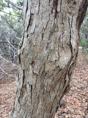 Quercus sinuata breviloba