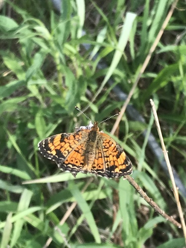 Pearl Crescent photographed in Maryland