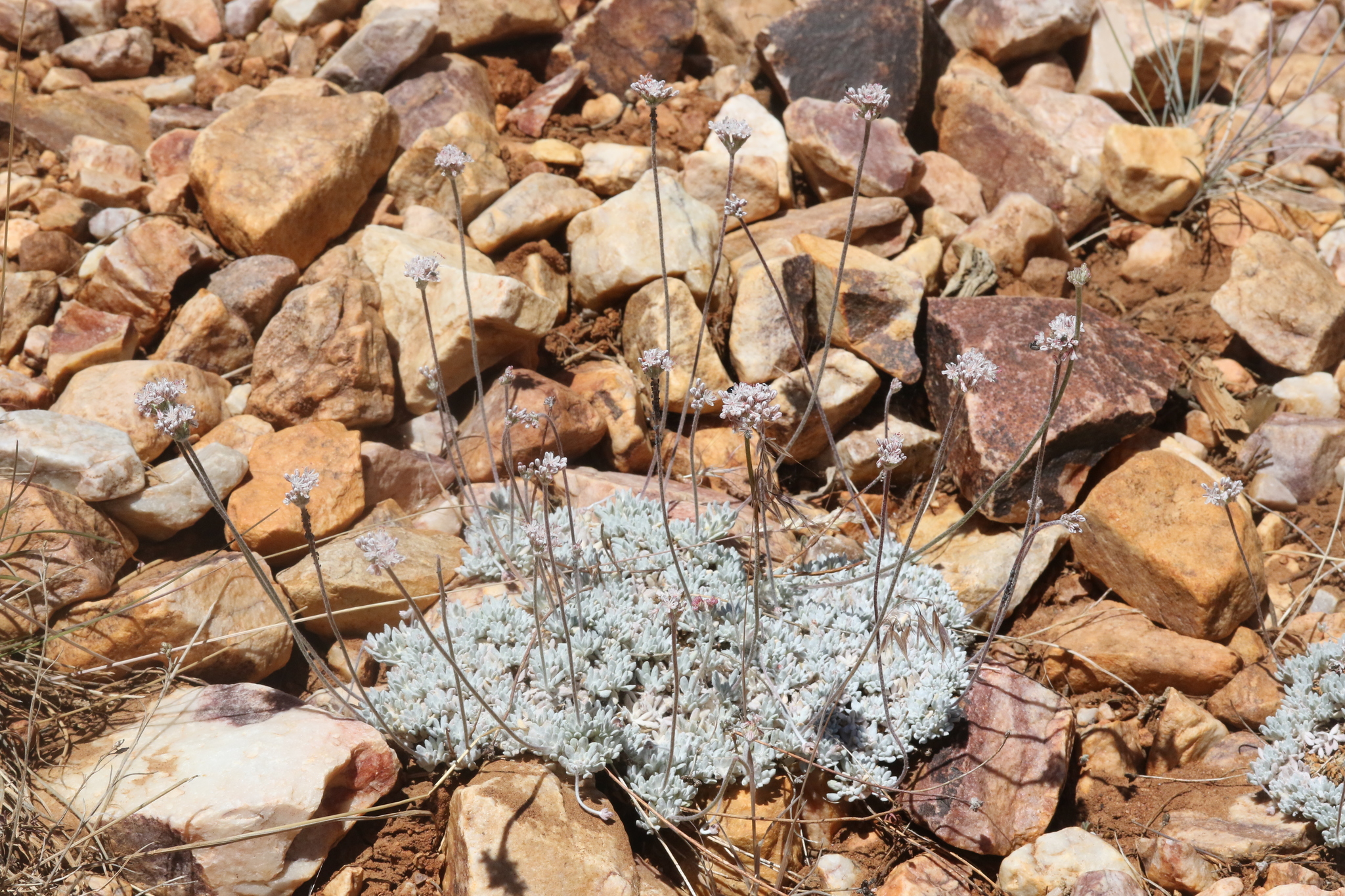 Eriogonum kennedyi var. austromontanum