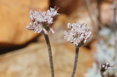 Eriogonum kennedyi austromontanum