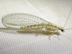 Eremochrysa punctinervis