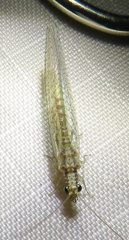 Eremochrysa punctinervis