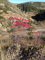 Eriogonum grande rubescens