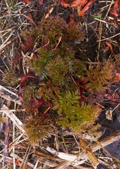 Anthriscus sylvestris nemorosa