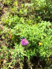 Trichiotinus lunulatus