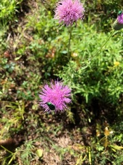 Trichiotinus lunulatus