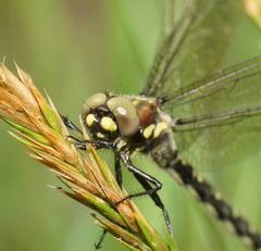 Eusynthemis brevistyla