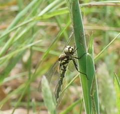 Eusynthemis brevistyla