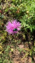 Trichiotinus lunulatus