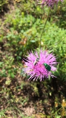 Trichiotinus lunulatus