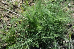 Foeniculum vulgare dulce