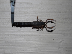 Parabuthus transvaalicus