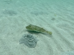 Sphoeroides lobatus