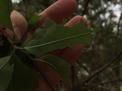 Quercus sinuata breviloba
