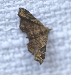 Esthlodora variabilis