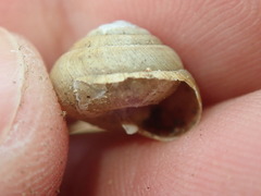 Ventridens ligera