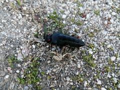 Physomeloe corallifer