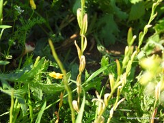 Calepina irregularis