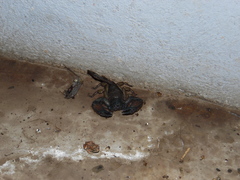 Hadogenes granulatus