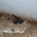 Mozambique Rock Scorpion - Photo (c) zimgales, some rights reserved (CC BY-NC)