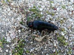 Physomeloe corallifer