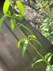 Metastelma barbigerum