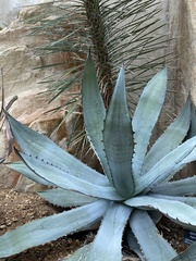 Agave colorata