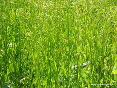 Calepina irregularis