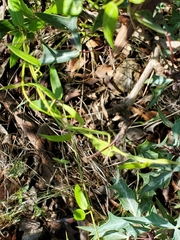 Metastelma barbigerum