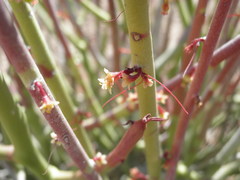 Euphorbia ceroderma