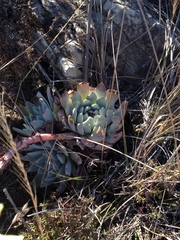 Dudleya greenei