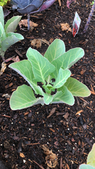 Brassica oleracea viridis