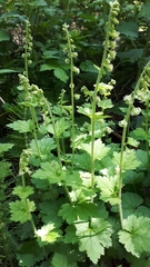 Tellima