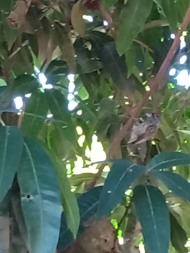 White-wedged Piculet