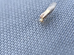 Trichopsocus brincki