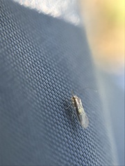 Trichopsocus brincki