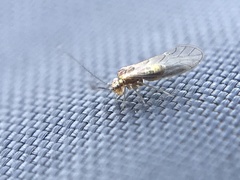 Trichopsocus brincki