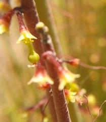 Euphorbia ceroderma