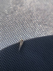 Trichopsocus brincki