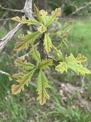Quercus macrocarpa