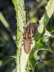 Agapanthia annularis