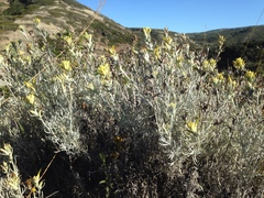 Castilleja hololeuca