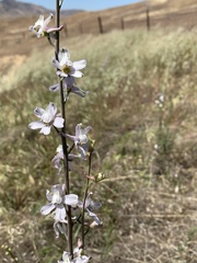 Delphinium gypsophilum