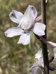 Delphinium gypsophilum