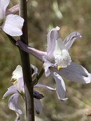 Delphinium gypsophilum