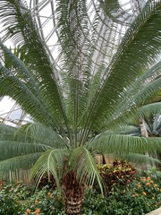 Cycas circinalis